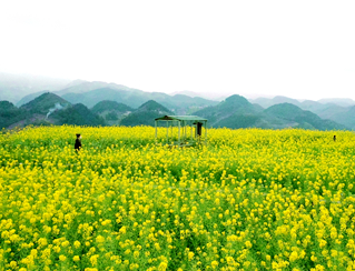          7000���Ͳ˻�������ա��¸�����    ���ش�أ��f���[�d�����£������Ͳ˻�ʢ�_�ļ���(ji��)������ˮ�h�ٵ��(zh��n)7000���Ͳ˻�����B�d������Ͳ˻�����`�ţ�����ɽ�b����Sɫ�ĺ���......   ����(n��i)�����ИI(y��)����ӭ�������D(zhu��n)�������Ї������ИI(y��)���ԣ����ٴ���(ji��)�����ں͇��c�S������һ��������Ҫ���������θ߷塣һ�����飬׌2020��ĵ�һ��С�߷����붸�������@���������ڡ�......2019�����ο�����6.63�f�|Ԫ���죬��(j��ng)�Ļ������β����ʣ��Ї������о�Ժ���Ļ������β���(sh��)��(j��)���ģ��l(f��)����2019�������Ј�������r��������ָ����2019�꣬���ν�(j��ng)���^�m(x��)�����^�����L����