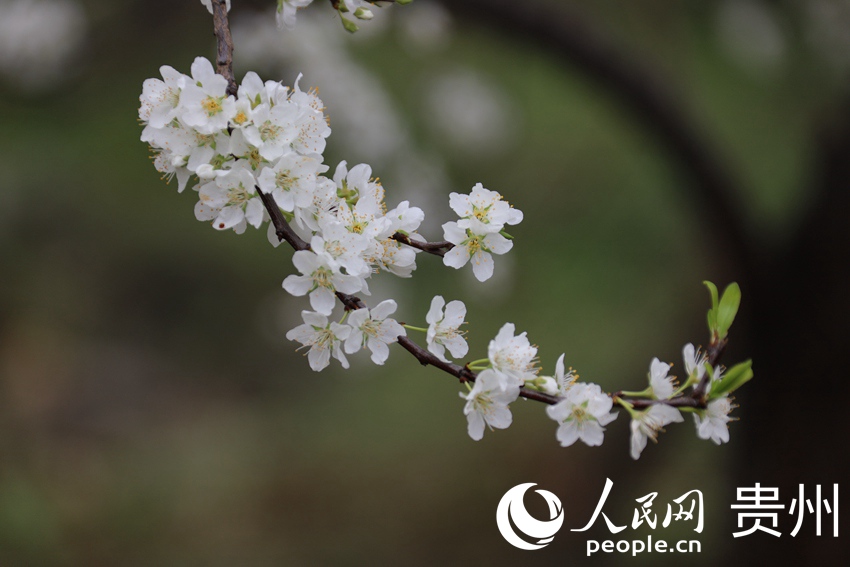 ��`��֦�^�����Ŀh����2500�����ʢ�_�� �fꖻ�  �z