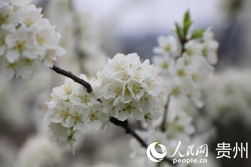 ʢ�_��������� �z