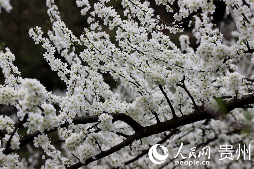 ���Ŀh����2500�����ʢ�_���fꖻ�  �z