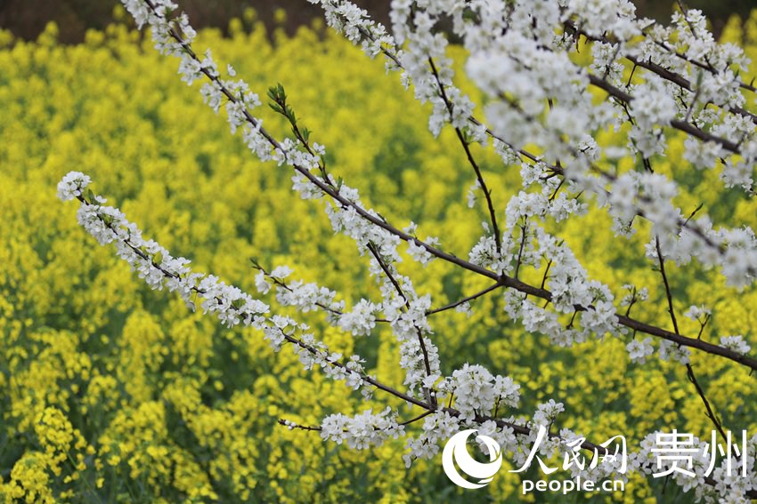 �Ͳ˻��c������xӳ���fꖻ� �z