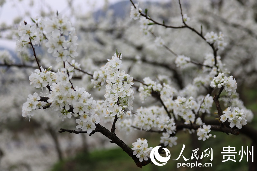 ���Ŀh����2500�����ʢ�_���fꖻ�  �z