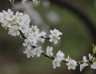          ���ģ�2500�������`��    ���ش�أ��f����K���@���죬���Ŀh��ƺ�(zh��n)�����2500���������`�š�ǧ���f�����һ֦֦��һ��仨�F�\�أ������u�ˣ���ѩһ�Ӿ�������ںӹȃɰ�......   �L���е���������е��L���������_ʼ���D(zhu��n)���˂������_ʼ���O(sh��)�҈@�����ξ��^(q��)���ȼم^(q��)������������Ч�ʡ��������L������õķ���(w��)�Г��𿵏��˂����ġ��{(di��o)��������]�Ĺ���......���^(q��)���؆������ʂ���ˆ�    ��ͣ�[��һ�������ȫ��������ξ��c������m(x��)�֏��_�š��������o���ǻ��������ƌW���������o���|��ُƱ���e��龰�^(q��)�İ�ȫ�\�I���{�o��......