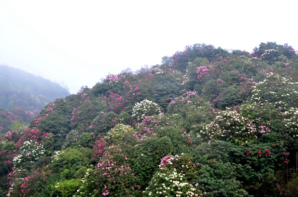 ������N�L���^һ�ǡ����㷼 �z