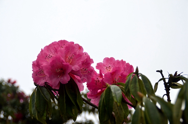 ʢ�_�Ķ��N�������㷼 �z