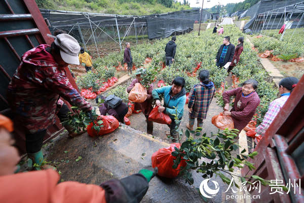 貴州玉屏油茶產業助兄弟縣脫貧。胡攀學 攝