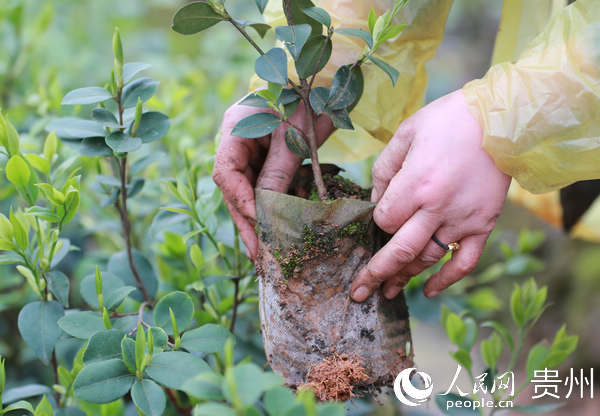 �F�������Ͳ�a�I���ֵܿhÓؚ�����ʌW �z