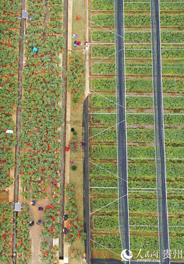 貴州玉屏油茶產業助兄弟縣脫貧。胡攀學 攝