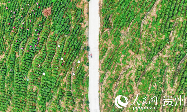 �����P�f���衣�Ľ� �z