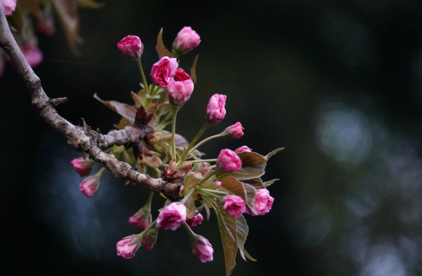 ɽ���{�ݣ��M�ǻ����������4��