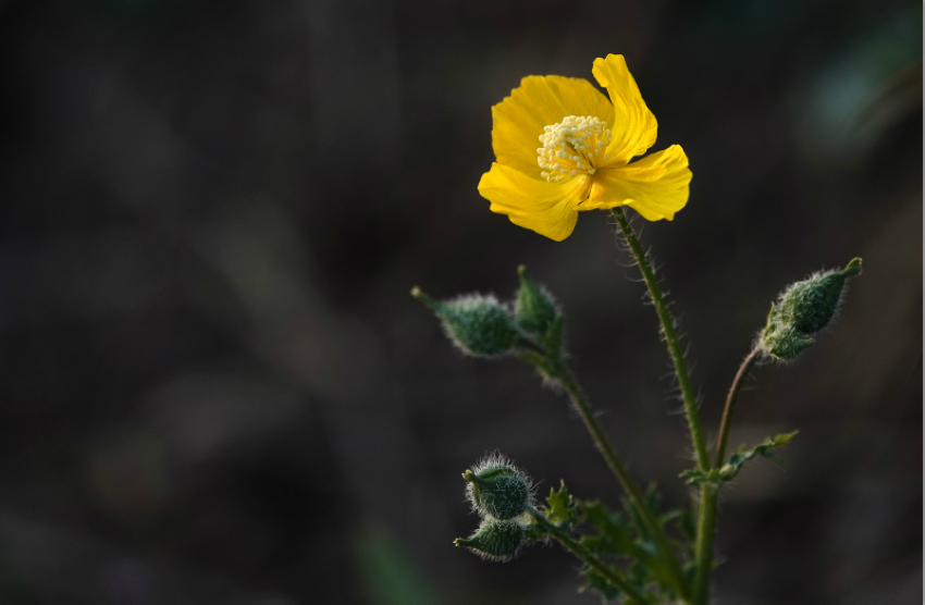 ɽ���{�ݣ��M�ǻ����������8��