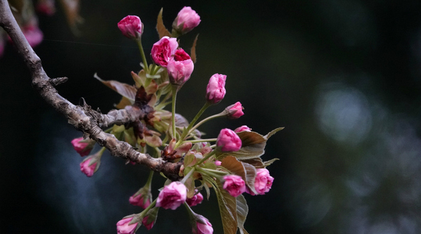 山西絳州：滿城花香伴清明