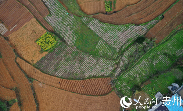 �󷽿h�Pɽ�l(xi��ng)���p���зNֲ���ء��T�� �z