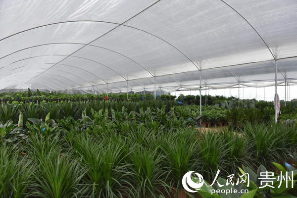 ��ƺ�廨����ľ��һ�ǡ��w���A �z