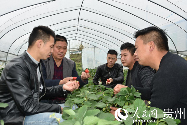 ��֧�����w�c��ݮ�Nֲ���鿴��ݮ�L�����w���A �z