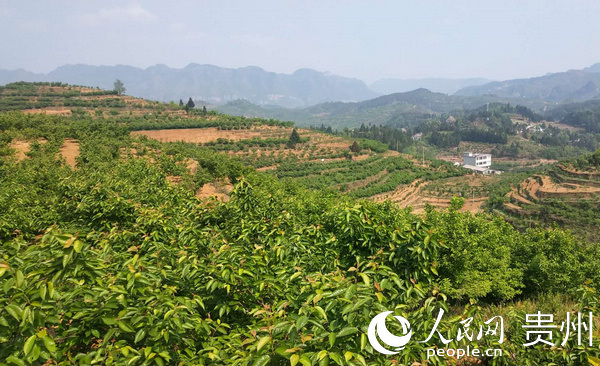 �󷽿h؈����ϴ���ҷNֲ���ء����� �z