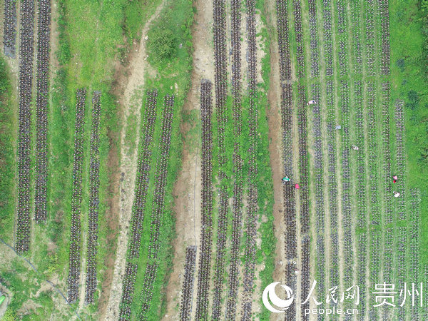 �󷽿h�����l(xi��ng)�������ڲ��պ�ľ�������� �z