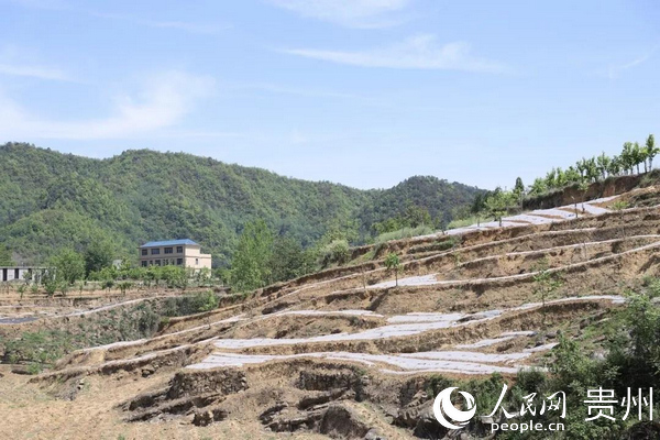 �����õ������Nֲ�ء���ٻ�� �z