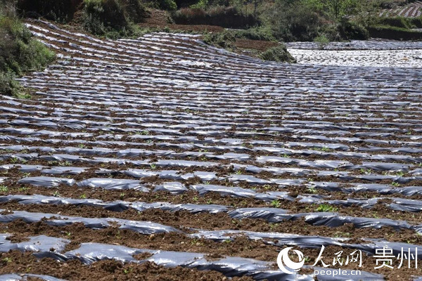 �����Nֲ��������ٻ�� �z