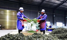 ӡ�����������������١����M�塱��׃����Ŵ塱