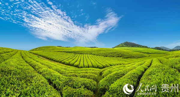 ʯ��̦�����  �~������ý�w�����ṩ