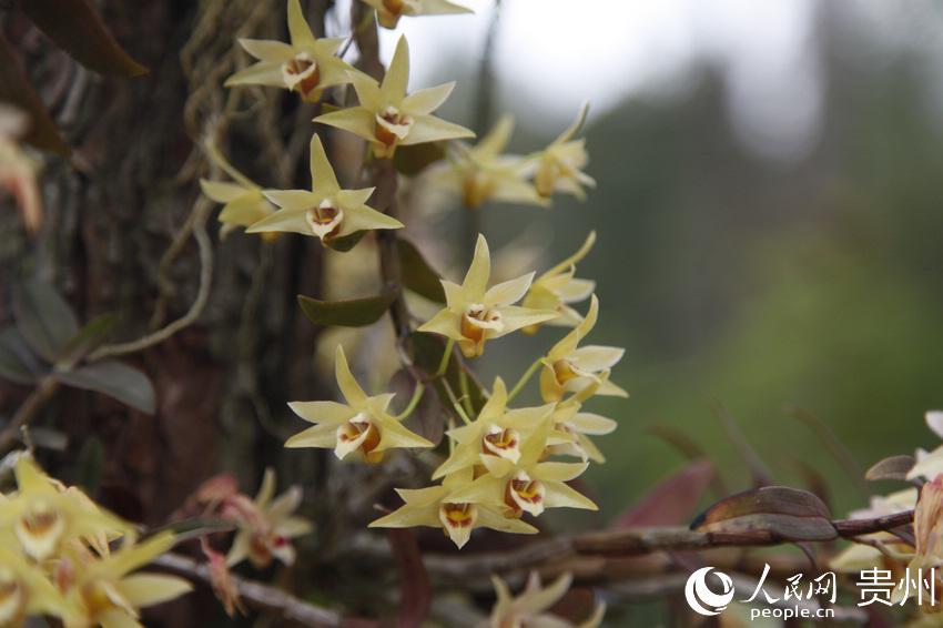 ���Sɫ��ʯ�����`�š����� �z