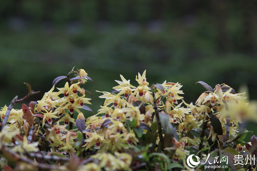 ʯ�����`�š�����  �z