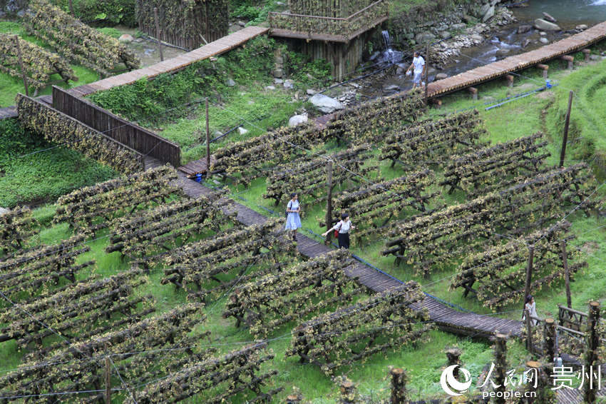 �οʹ����ھ`�ŵ�ʯ�������ء����� �z