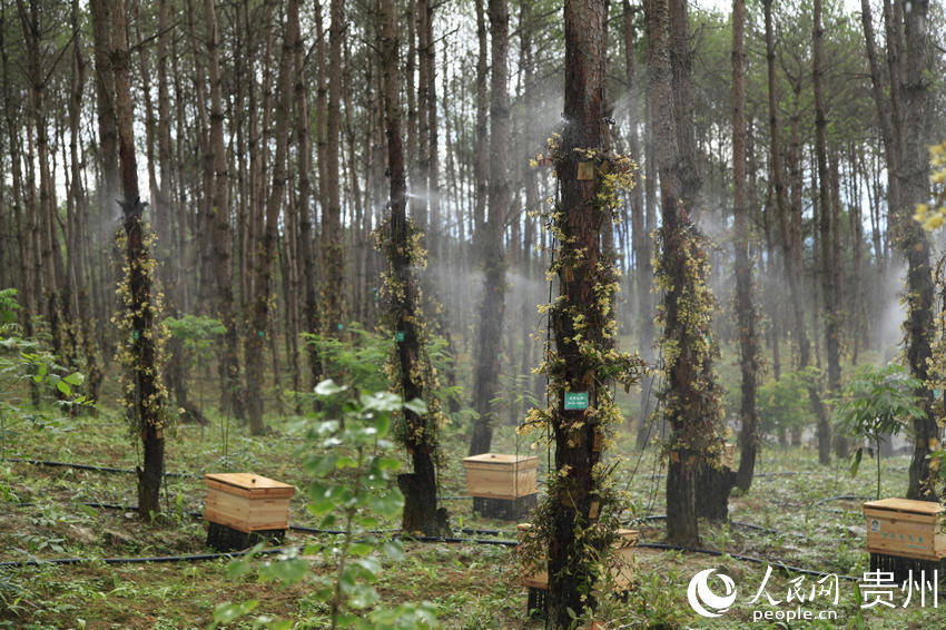 ���\���h��Ұ���Nֲ�FƤʯ������һ������ܲ������� �z