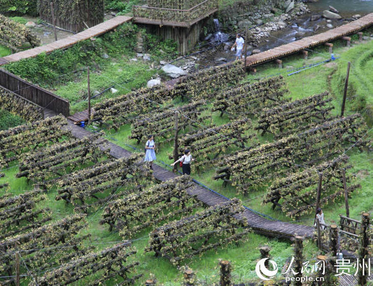 �οʹ������F��ʯ��������           �ϰ��� �F��ʡ��ˎ�Įa�I�aֵͬ�����L82.4%  �����ԁ�,�F�ݿv�����M��ˎ�Įa�I�lչ,��ˎ����e���a�����aֵͬ�Ⱦ�������L��ӛ�ߏ�ʡ��ˎ�Įa�I�lչ��������@Ϥ,�������µ�,�F����ˎ����e625.14�f�����a��16.04�f�����aֵ22.47�|Ԫ����     �F��ʡ�����tˎ�a�I�����lչ  �����ԁ�,�F��ʡ�����tˎ�a�I���@�Ĵ��K,ͨ�^���e��v�����M,�a�I�lչ���^������ǰ5��,�F��ʡ��ˎ�ķNֲ�aֵ�_��22.47�|Ԫ,ͬ�����L82.4%���tˎ����I�aֵ128.46�|Ԫ,�г�ˎ�a��2.58�f��,ͬ�����L5.6%����    �F�ݵ�����ˎ ���������ࡱ����      ���꣬��ʡ�����������F����ˎ�ĵ��|��׷���wϵ�Լ��F��ʡ���tˎ����ƽ�_��ȫ��������ʡ��ˎ���|�������F�ݵ�����ˎ�ļ����tˎ�������硣���F�ڵ�ˎ���v����Դ�ɲ顢ȥ��ɾ���؟�ο�׷������һ���ķN���Դ�_ʼ��ȫ�����I��ıO�y׷���wϵ����ȫ��������ʡ��ˎ�ĵ��|��......   