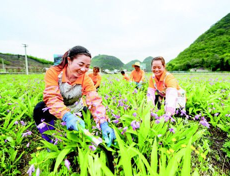 �����ڹ��o�F����߃�����ɫ��ˎ�Įa�I֮��ܸ��           �F���\����ʯ�����_���S���M�أ��M�D��  �r�£���ֵʯ�����`��֮�H�����\���h��ʯ���Nֲ���أ����Sɫ��ʯ�������_���G��6��21�գ�2020���F���\��ʯ�������_Ļ��������ʯ���ИI���P���ҡ��W�ߣ�ʡ������Iؓ؟�˵��R���\�������pʯ�����_����     �մ�����ɽ��̎ˎ����  ���M��ƺ�ֵ����Ӵ���ˎ�ķNֲ���أ�һ����G���ͽ۹��N�������������L�����ã���һ��������s֮���������Ļ�����׃������ˎ�Ļ��أ�̎̎����ˎ����ζ����    ƽ�ΰ�ܸ�Nֲ���أ���ܸ���_ �_�������¸�·      ���£���ܸ���_����ƽ�΅^����悰�ܸ�Nֲ���أ���ɫ�İ�ܸ���c�Y������Ĵ��f��������Ⱥ��Óؚ�¸���ϣ�����\�������l�����d�Ĵ����¡����˽⣬����悰�ܸ�Nֲ����λ���d�����p��Ƭ�^��ʯ�壬������e1500������Ҫ�Nֲ��ˎ�İ�ܸ......   