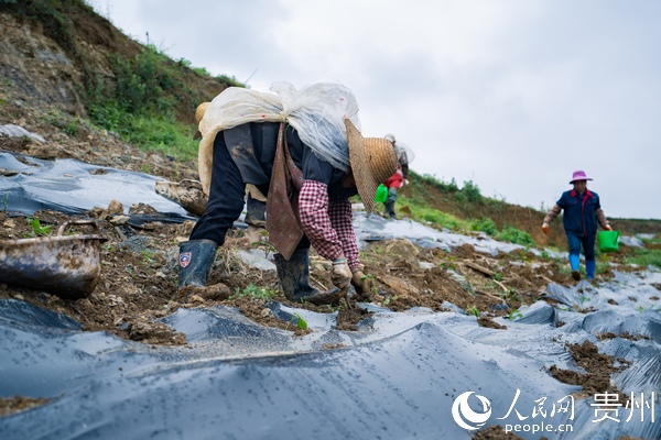 �F�ݴ󷽣�ȫ���a�̰� Ч�濴��Ҋ            �F�ݴ󷽣�ȫ���a�̰� Ч�濴��Ҋ         ��ƽ�������ظ���Ĥ���ô��������һ������࣬�_5�������ҵĿף�ÿ���׃ȷ��������磬�r���ֳ�ľ��������������������ʡ������M�F�ݴ󷽿h���Ĵ壬4�µ����µ�2300�஀�����磬�L��ϲ�ˡ����ظ�׃���y�ķNֲģʽ�����ëJ�����c�����׷N�ķ�ʽ�����������ˡ�Ч�桱���r��ĺɰ�Ҳ������������    ���^ȥ�҂��N���ף�һ���������800�K�X�������׷N�J���ң��aֵ���������٣��r�������Ҳ�����������������Ĵ�����κ����f�����Ĵ�Ĵ�����ǰ��Ҫ�Nֲ���ס������Ȃ��y�r�I������಻�f��Ч��߀�ܵ��£�����ͨ�^�a�I�Y���{������������׷N����ÿ���a��3000����㣬ÿ�ﱣ��1.4Ԫ��ُ��ÿ����׌�r������4200Ԫ������T���˸Ʉš�    ���Ĵ���2020��󷽿h�r�I�a�I�Y���{��ʾ���c֮һ�����ա����^��I+������+�r�����������׷Nģʽ�����ȱ��C�������D�r����ؚ����չ����������r�����롭��     