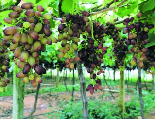          ����Ժ���������� ��ժ�ͽj�[���^     �@�Εr�g���߷������Ժ������Ѵ���������ǰ��ُ�I�����ܲ�ժ��Ȥ���οͽj�[���^��8��17�գ�ӛ��������Ժ��ڿ��������ٴ����ڔ[���N��������Ʒ�N���ĺ����޷�������ָ��ꖹ�õ����ˮ������......   �F���Sƽ������һ�������֮�s�׌����m�������ժ������8��20�����Sƽ�h�f���կ�̻����e�����Õr������ȫ�����صļ��e���ο͌��g���Sƽ���_��һ��ζ���cʢ�ĵĿ�g......�շ�׃����,��Ϫ��ɡ��W�t�򿨵ء� ������,�@�����Aӆ�ķ��g,ף�����@��ס���������8��8������,���~�����fɽ�^�x��ֵ���Ϫ��,32�q�ė��o�控Ц��,���ο��k��������ס���m�����o����Ϫ���B�r��һ���T��,Ҳ���r������һ����Ʒ���޵����ˡ���