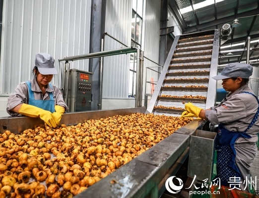 ���Pˮ����a(ch��n)Ʒ�״��������ښW��            ���Pˮ����a(ch��n)Ʒ�״��������ښW��          9��13���賿,λ�ڱP���е��F�ݾۚW�Q(m��o)������؟(z��)�ι�˾���a(ch��n)��5�������֭��ʽ�l(f��)؛,���ڷ���(gu��)���@�����Pˮ�д���a(ch��n)Ʒ�״δ�Ҏ(gu��)ģ���ڵ��W�ޡ��������@�������֭�܉��������,�҂�ǰ���(zh��n)����2�ꡣ���F�ݾۚW�Q(m��o)�����޹�˾����(j��ng)������Ƽ�ڲ�סϲ�����f(shu��),���@��һ��(g��)�ɹ����_(k��i)ʼ,���m(x��)߀��(hu��)�и���a(ch��n)Ʒ���ڡ���    ����Ƽ��ʾ,����a(ch��n)�I(y��)���F�ݵ����c(di��n)�r(n��ng)�I(y��)�a(ch��n)�I(y��),�鱣�C�˴γ���,�����ڸ��h(hu��n)��(ji��)���o���������������,���Pˮ���P(gu��n)߀����I(y��)�������P(gu��n)�^(q��)�����׷�ԭ�a(ch��n)���C��(sh��)���@�N�C���ļ����u(y��)���(gu��)�H�Q(m��o)�ס����S��,�ɞ鹫˾�ڷ���(gu��)�@��13%���P(gu��n)���p�⡣    ��(j��)��B,�˴γ��ڵĴ����֭�a(ch��n)Ʒ,���M(j��n)�뷨��(gu��)����Ʒ�����yƷ�f(xi��)��(hu��)���µĺ��Č�(sh��)�(y��n)��,�ɼ��g(sh��)�ˆT���M(j��n)һ���្���о�,�l(f��)��I(y��ng)�B(y��ng)�r(ji��)ֵ���Ј�(ch��ng)�r(ji��)ֵ,Ȼ���c�W��һ�����I(y��)(li��n)���w�M(j��n)�п��(gu��)(li��n)���_(k��i)�l(f��)�ͅf(xi��)ͬ���a(ch��n)������     