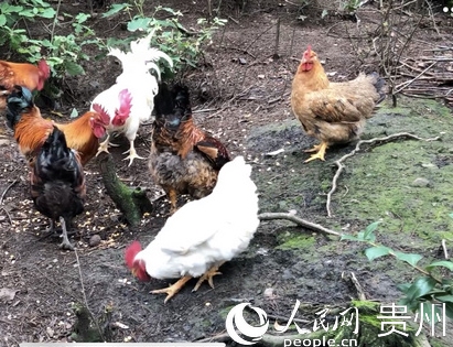 �F�݃�(y��u)�|(zh��)���u����(y��ng)�v�۲��(du��)            �F���״δ����r(n��ng)�a(ch��n)Ʒ�L(zh��ng)�ڹ���(y��ng)�v�۲��(du��)          4��16��,��ǭ؛��ɽ�M(j��n)܊�I(y��ng)�����F�݃�(y��u)�|(zh��)���u����(y��ng)�v�۲��(du��)�l(f��)܇�xʽ���F�(y��ng)�r(n��ng)�a(ch��n)Ʒ�����@�e�С��@��(bi��o)־���F���״Ό�(sh��)�F(xi��n)�����r(n��ng)�a(ch��n)Ʒ�L(zh��ng)�ڹ���(y��ng)���(du��),���F��܊��?c��i)y������ǭ؛��ɽ��܊��f(xi��)���Q��(zh��n)Óؚ����(ji��n)�ľ��w���F(xi��n)���˴�,�F�(y��ng)���r(n��ng)Ͷ���F(tu��n)����(y��ng)�v�۲��(du��)�ă�(y��u)�|(zh��)���u��3��,�Ժ�ÿ�ܹ���(y��ng)һ��,ÿ��3.5��,ȫ���ġ�9+3��ؚ���h�^(q��)��ُ(g��u)����(y��ng)�������(l��i),�F�(y��ng)���r(n��ng)Ͷ���F(tu��n)�o�oץסȫʡ���M(j��n)�r(n��ng)��a(ch��n)�I(y��)�����͛Q��(zh��n)�Q��Óؚ����(ji��n)�đ�(zh��n)�ԙC(j��)��,�ӏ�(qi��ng)�r(n��ng)�a(ch��n)Ʒ���a(ch��n)���ء����������һ���Ј�(ch��ng)���r(n��ng)�a(ch��n)Ʒ���۽K�˵ȭh(hu��n)��(ji��)�Ľ��O(sh��),������˼��N���B(y��ng)���ӡ��N��һ�w���r(n��ng)��ƽ�_(t��i)��    ��(j��)�˽�,�F�݌���(y��n)����܊�(du��)�r(n��ng)�a(ch��n)Ʒ��ُ(g��u)���v�۲��(du��)�Ę�(bi��o)��(zh��n)��Ҫ��,������(qi��ng)�����u�B(y��ng)ֳ����,�����B(y��ng)��(bi��o)��(zh��n),��������ˮƽ,���m(x��)���v�۲��(du��)�ṩ��(y��u)�|(zh��)����ȫ�İחl���u�a(ch��n)Ʒ,�����������(li��n)�Y(ji��)�C(j��)��,����(d��ng)�����ؚ���r(n��ng)��������܊�ˡ������١���(y��u)�ጦ(du��)��Óؚ�¸�����һ��,߀���M(j��n)һ���_(k��i)չ���M(f��i)��ؚ�Є�(d��ng),��չ���(du��)�Ј�(ch��ng)����,��޲���ס�ɽ���͵ȸ�����(y��u)�|(zh��)ǭ؛ݔ�͵����ಿ�(du��)����     