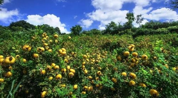 ��푴���û��t������ǭ�Ͻ�ɫ��