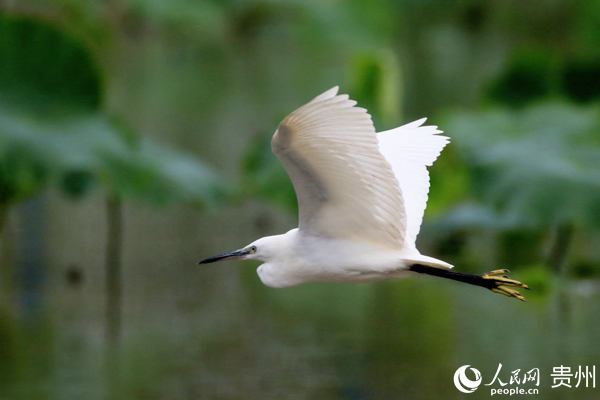 �����ں������w�衣����ƽ �z