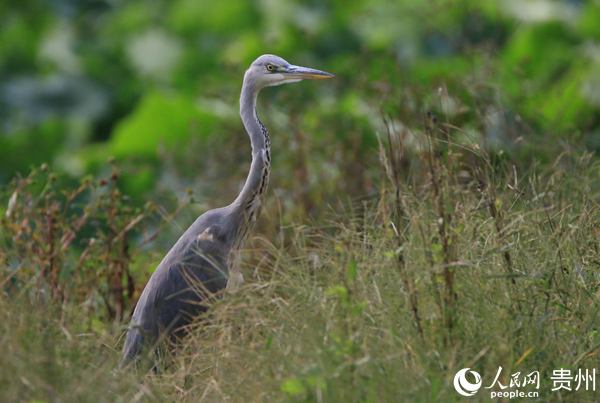 �n���ڲ݅����e�ߡ�����ƽ �z