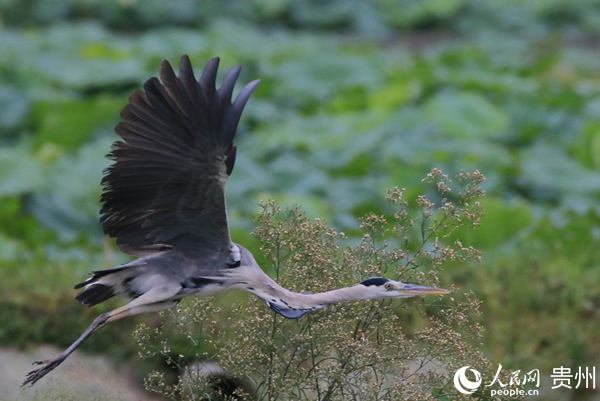 �n��չ���w�衣����ƽ �z