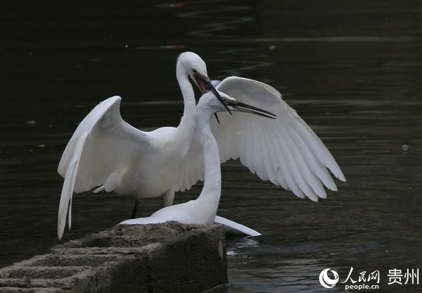 ��ֻ�������ґ򡣄���ƽ �z