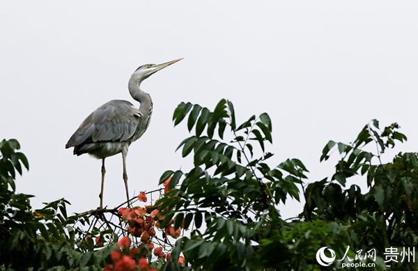 �n���ژ��ϗ�Ϣ������ƽ �z