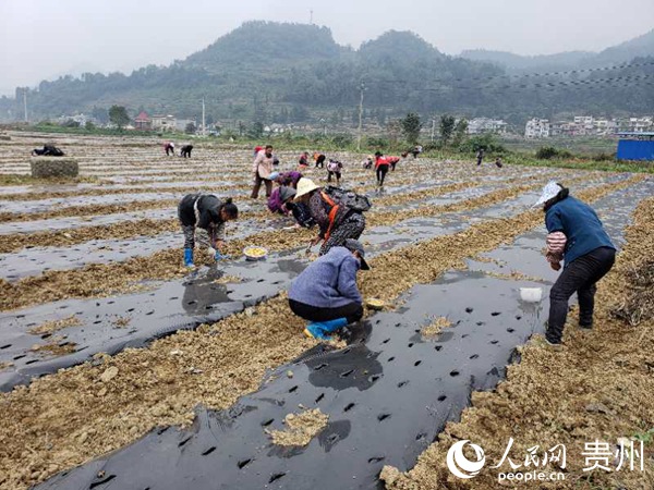 �߲˷Nֲ���ء���� �z