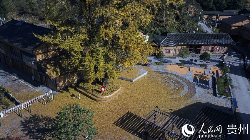 10��22�գ���(w��)�����οh�t�z�l(xi��ng)̫�δ��pľ�������箋����| �z