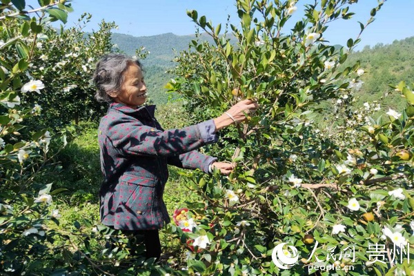 ˼���d¡�Ͳ���������� �z