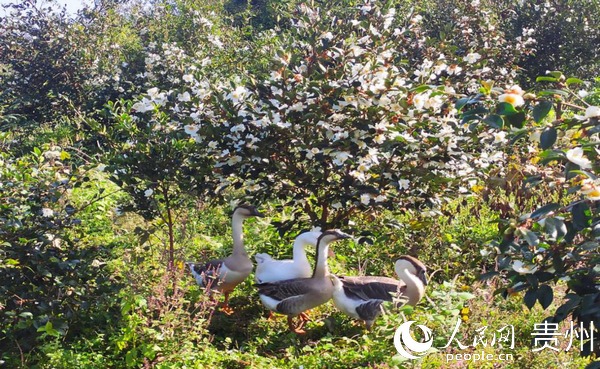 ˼���Ͳ���������� �z