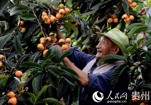 貴州堅(jiān)持生態(tài)優(yōu)先、綠色發(fā)展,通過(guò)發(fā)展特色產(chǎn)業(yè),增加村民收入。康瑜 攝