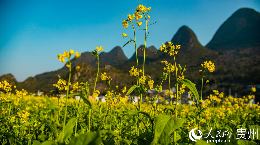 ���������Ͳ˻������