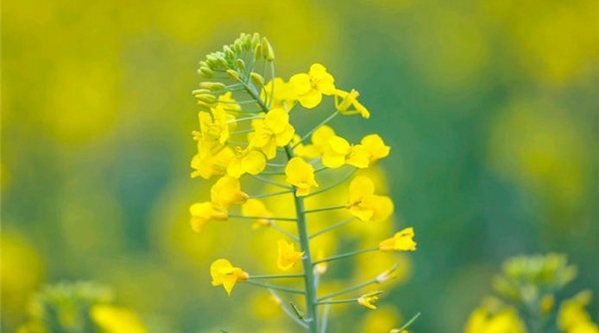 �F����ƽ���Ͳ˻��_�����