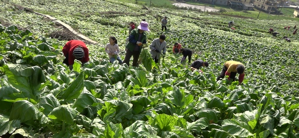 ������ǲˡ�