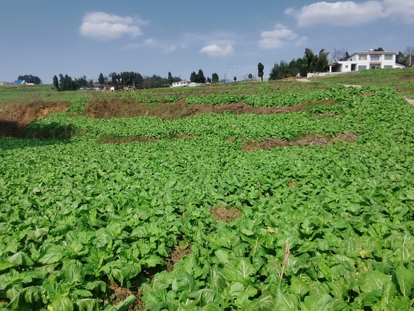 ��Ƭ��ǲˡ�